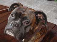 Photo de Boxer en gros plan